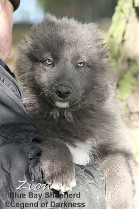 The blue bay shepherd is a dog breed whose foundation are wolfdogs and pureblooded german shepherds. Chiots Arwen & Clyde, Blue Bay... - Blue Bay et Timber Shepherd | Facebook | Cute animals ...