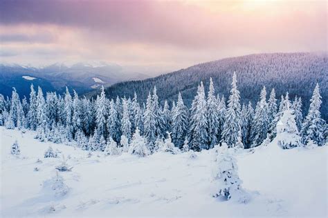 Winter Landscape Trees In Frost Stock Image Colourbox