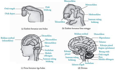 Fungsi Otak Manusia Struktur Anatomi Bagian Blog Info