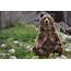 Grizzly Bear Sitting On The Ground Stock Photo  Animal