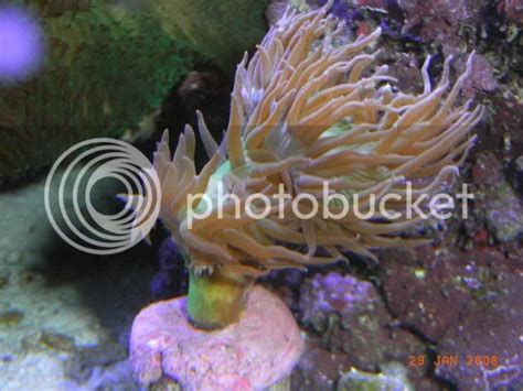 Oceanic 144g Half Circle Anyone Reef Central Online Community