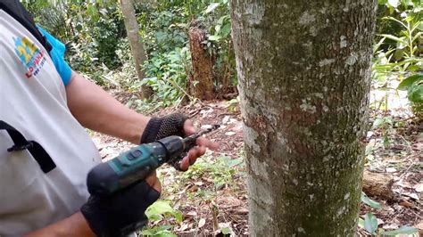Baja ajinomoto sumber nutrien pokok limau. Untuk Petani Durian Indonesia Dibongkar Rahasia Cara ...