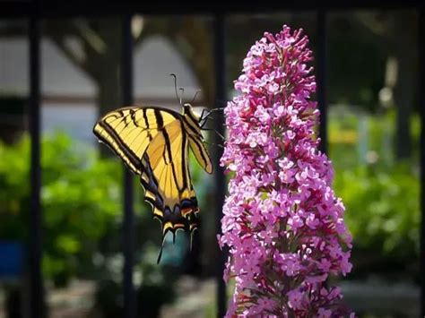 Pink Delight Butterfly Bush For Sale The Tree Center