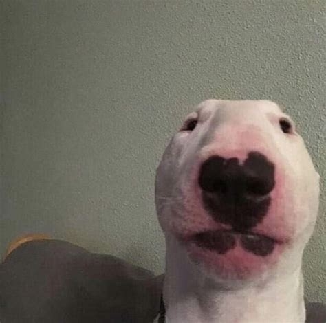 Bull Terriers Should Replace Shiba Inus As The Top Meme