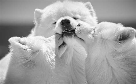 Samoyeds White Fluffy Dogs Cute Dogs Pets Hd Wallpaper Peakpx