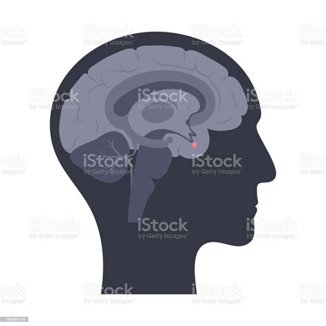 Pituitary Gland Anatomy Stock Illustration Download Image Now Istock