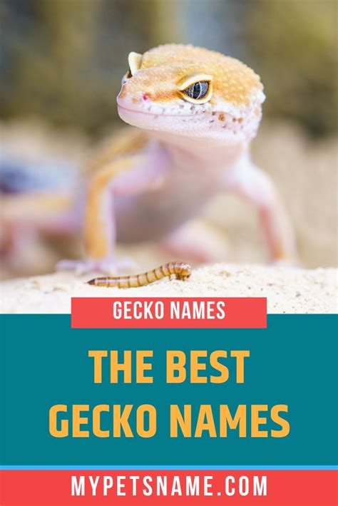 Best Gecko Names Cool Pet Names Gecko Lizard Names