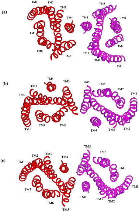 Ribbon Representations Of The 7tm Regions Of Three Proposed Molecular