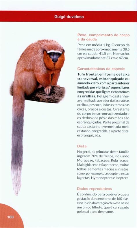 Primatas Do Brasil Guia De Campo Primates Of Brazil Field Guide