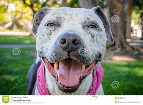 Smiling Pit Bull Dog Stock Photo Image Of Dogatpark 54522184