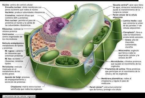 Célula Vegetal Y Sus Organelos Plant Cell Cell Wall Science Links