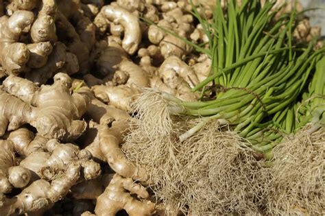 Ginger Farming Business Plan A Guide To Production And Cultivation For