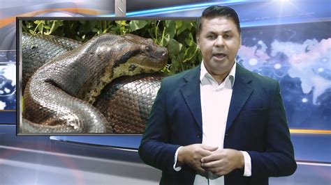 Sucuri gigante ataca família no Mato Grosso do Sul Giant anaconda