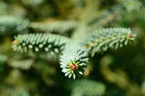 Pine Branch Closeup Stock Image Image Of Leaves Natural 32999915