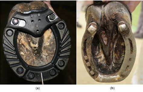 Horseshoe Types Used In The Present Study A A Steel Shoe Covered