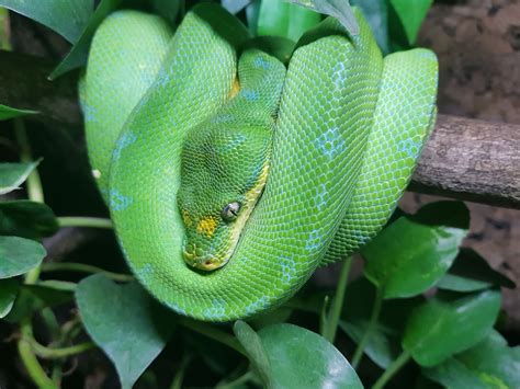 10 Sorong Tree Python Morelia Viridis Male Emerald Tree Boa Ball