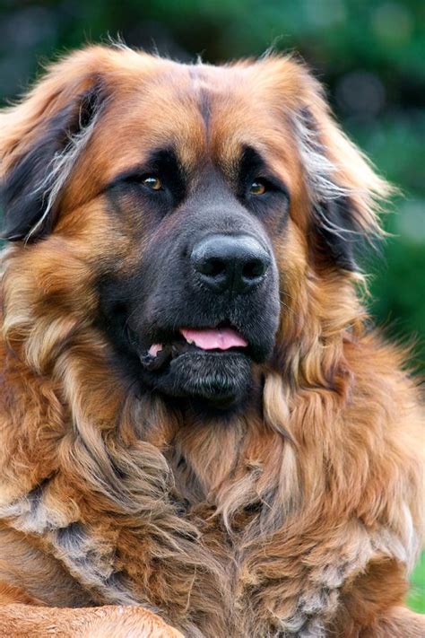 Leonberger Ole Ii Dog Breeds Large Dog Breeds Leonberger Dog