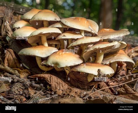 Claster Of Non Edible Fungi Growing In The Forest Stock Photo Alamy
