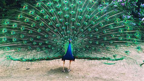 Extraordinary Collection Of Over 999 Peacock Images In Full 4k Resolution