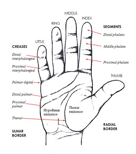 Sydney Hand Surgery Hand Anatomy