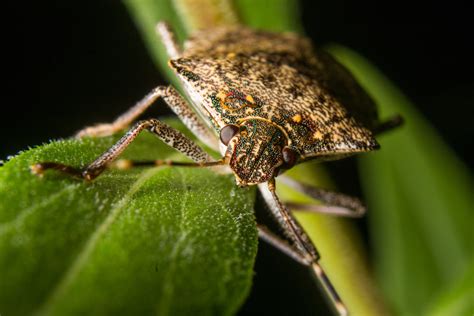 Eww Whats That Smell Stink Bug Houseman Services