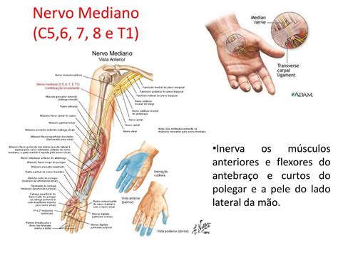 Anatomia Da Mão Nervos
