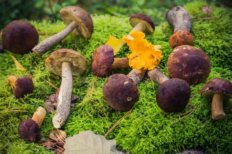 Edible Mushrooms Piled Moss Forest Stock Photo Image Of Boletus