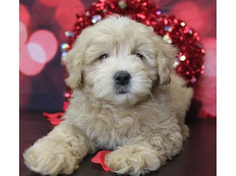 Daisy is everything that we expected. Mini Goldendoodle-DOG-Female-Cream-1731414-Petland ...