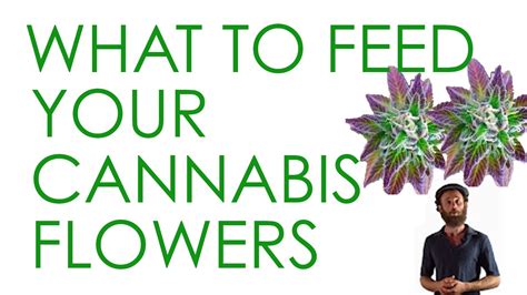 Click on the following link for the online english dictionary. How to Feed Flowering Cannabis Plants - YouTube