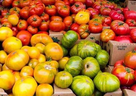 Best Tasting Tomatoes Organic Gardening Mother Earth News