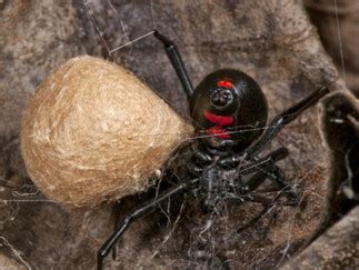 Life Cycle - Black Widow Spider