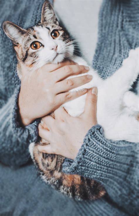 Woman Holding Cat · Free Stock Photo