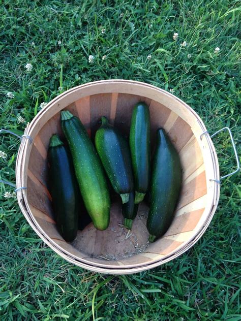 Yes, you could chop up your zucchini and freeze it just as it is, but i think it's worth your effort to blanch it first. Freezing Vegetables - 15+ Vegetables You Can Freeze ...