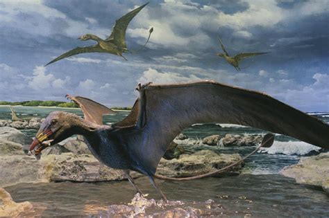 Racionalist On Twitter Scientists Have Described More Than 200 Pterosaur Species The Winged