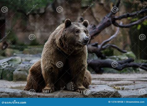 Brown Bear Sitting Editorial Stock Photo Image Of Inhospitable 127618938