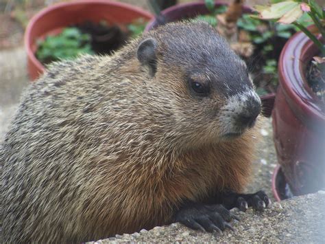 Groundhogs Bi State Wildlife Hotline