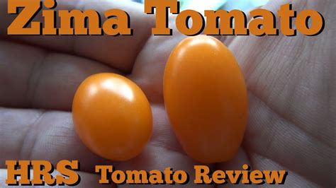 Zima Tomato Solanum Lycopersicum Tomato Review Youtube