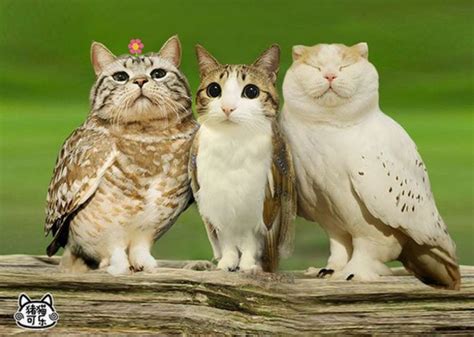 Meet The Meowls The Owl And Cat Hybrid The Internet Has Graced Us