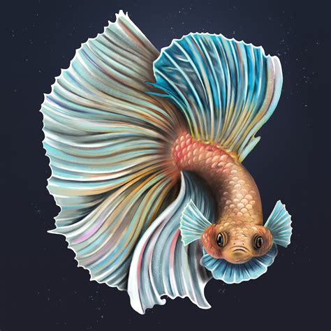 Angry Betta Fish Flaring On A Midnight Premium Psd Rawpixel