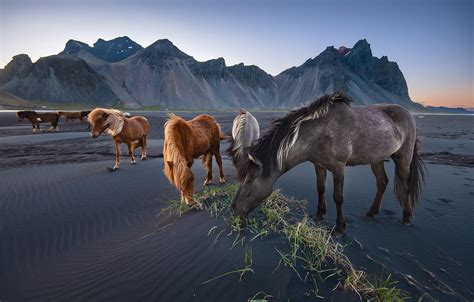 Wallpaper Mountains Nature Horses Horse Iceland The Herd