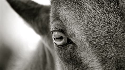 Eye Mountain Goat Alex Proimos Flickr