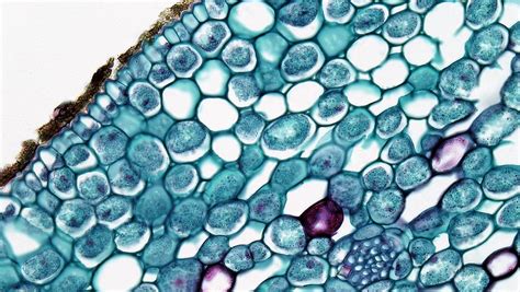 Perennial Monocot Stem Corky Epidermis In Acorus Rhizome Flickr