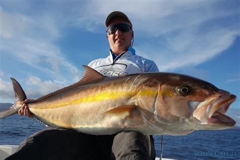 Amberjack Fishing Species Guide Charters And Destinations Toms Catch