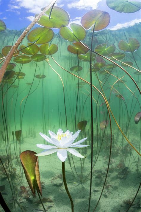 Water Lily Flower Underwater In Lake Ain Alps France Photograph By