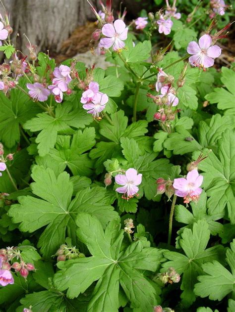 A perennial river is a river that has continuous flow in parts of its bed all year round during years of normal rainfall. Hardy geranium is a powerhouse perennial | OregonLive.com