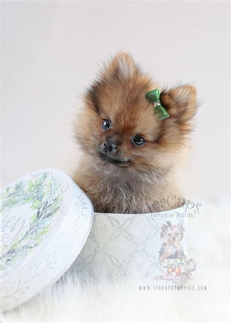Maltipom Puppy At Teacups Teacups Puppies And Boutique Pomeranian