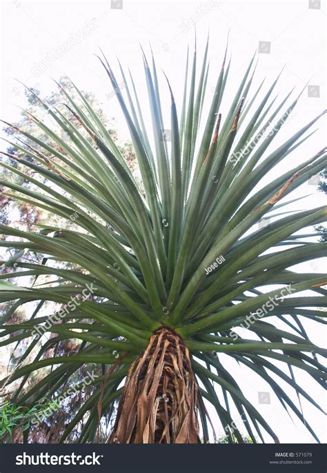 Spikey Palm Tree Shot Below This Stock Photo 571079 Shutterstock