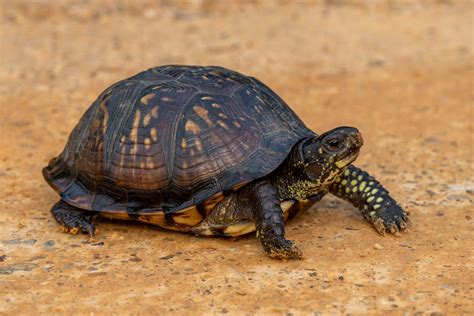 Eastern Box Turtle Reptiles And Amphibians Of Mississippi
