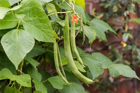 How To Grow Runner Beans Diy Garden
