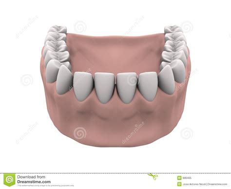 Gums might also recede around a tooth. Lower teeth with gums stock illustration. Illustration of ...